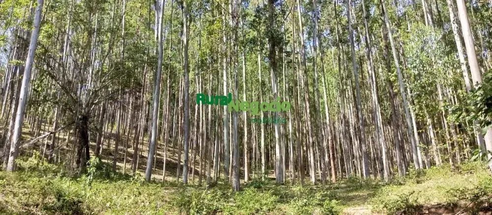 FAZENDA COM PLANTAÇÃO DE EUCALIPTOS EM BRAZÓPOLIS-MG - Foto 5