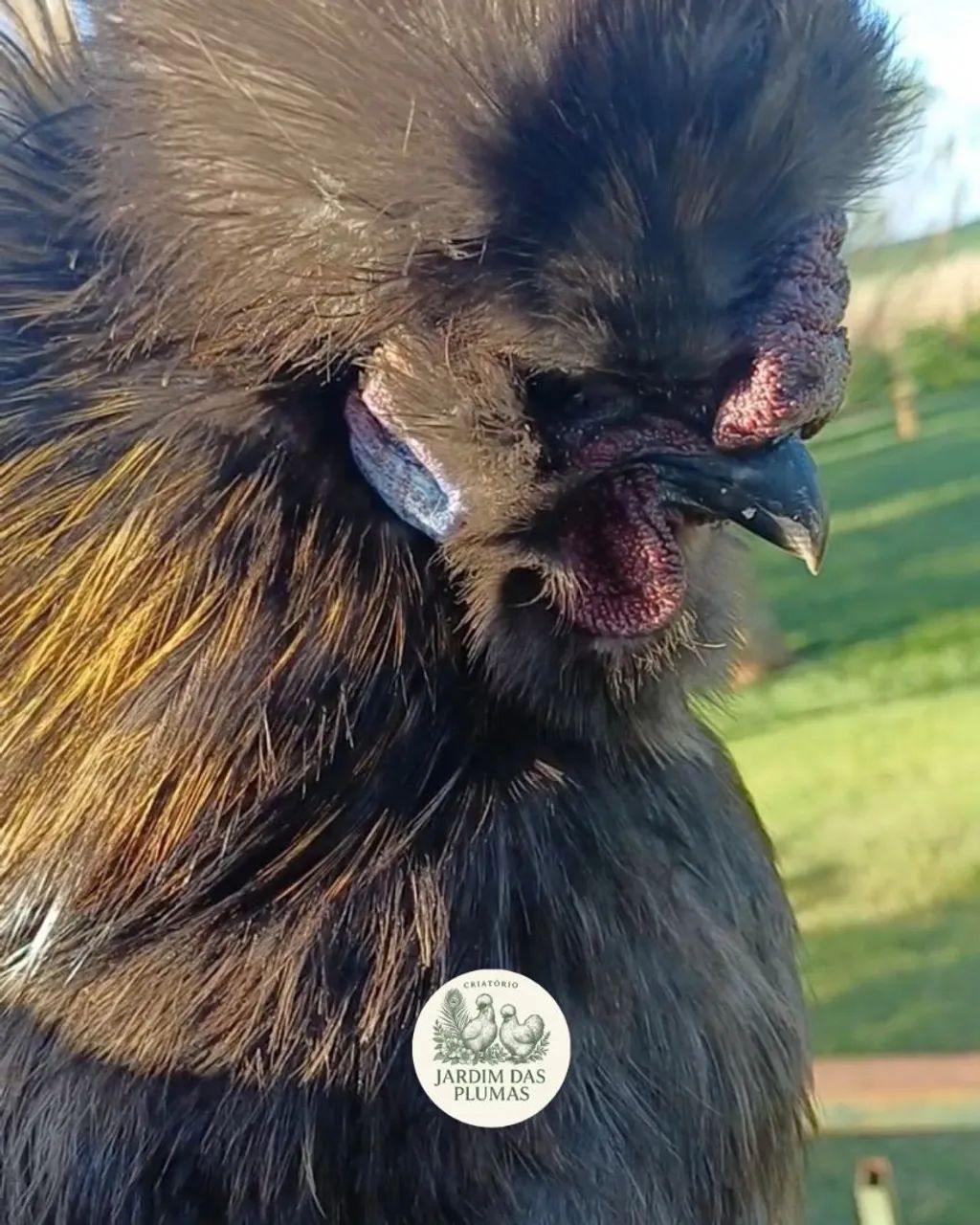 Filhotes Galinha sedosa Perdiz - Foto 2