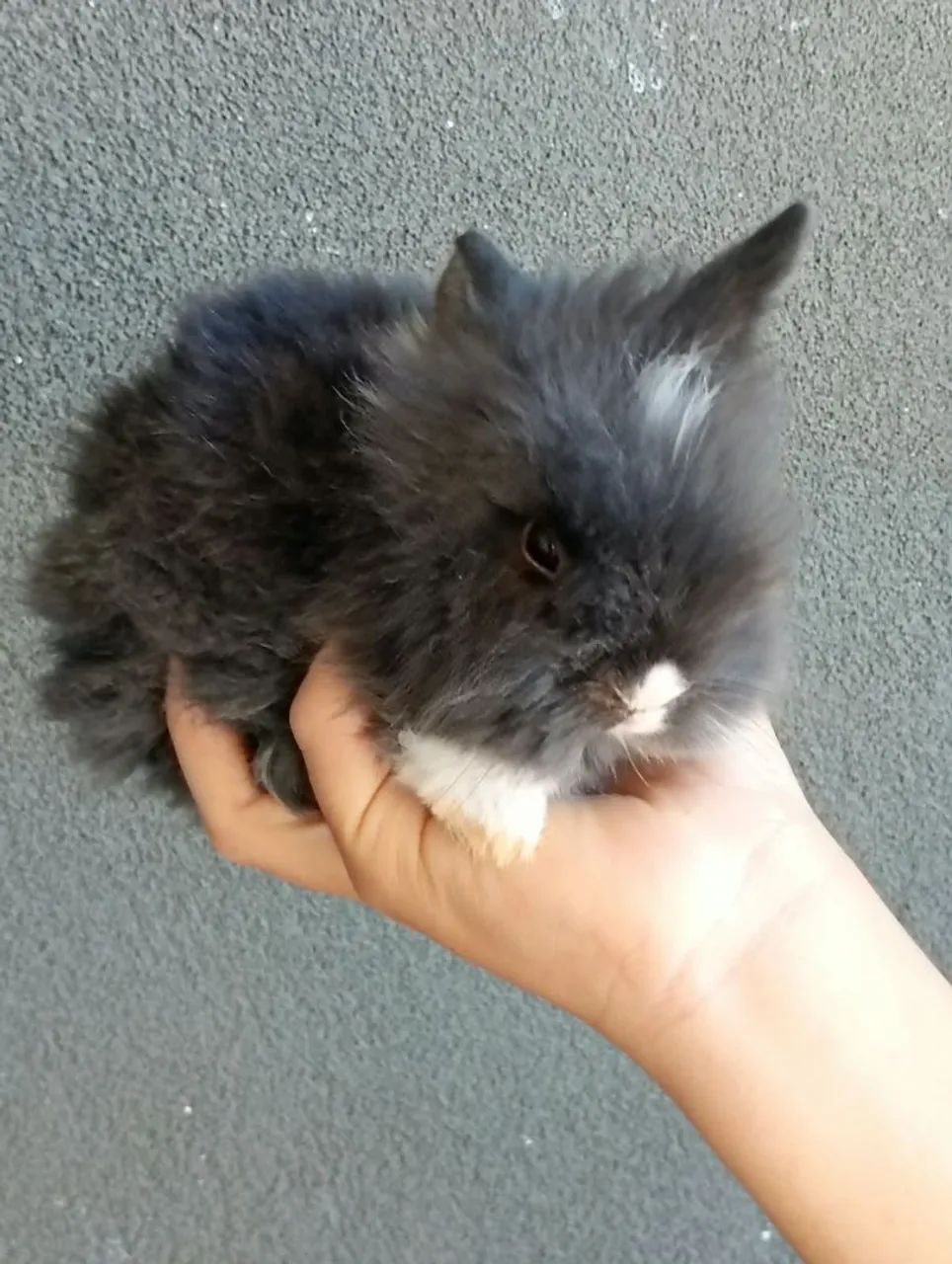Coelho mini Lion  - Foto 2