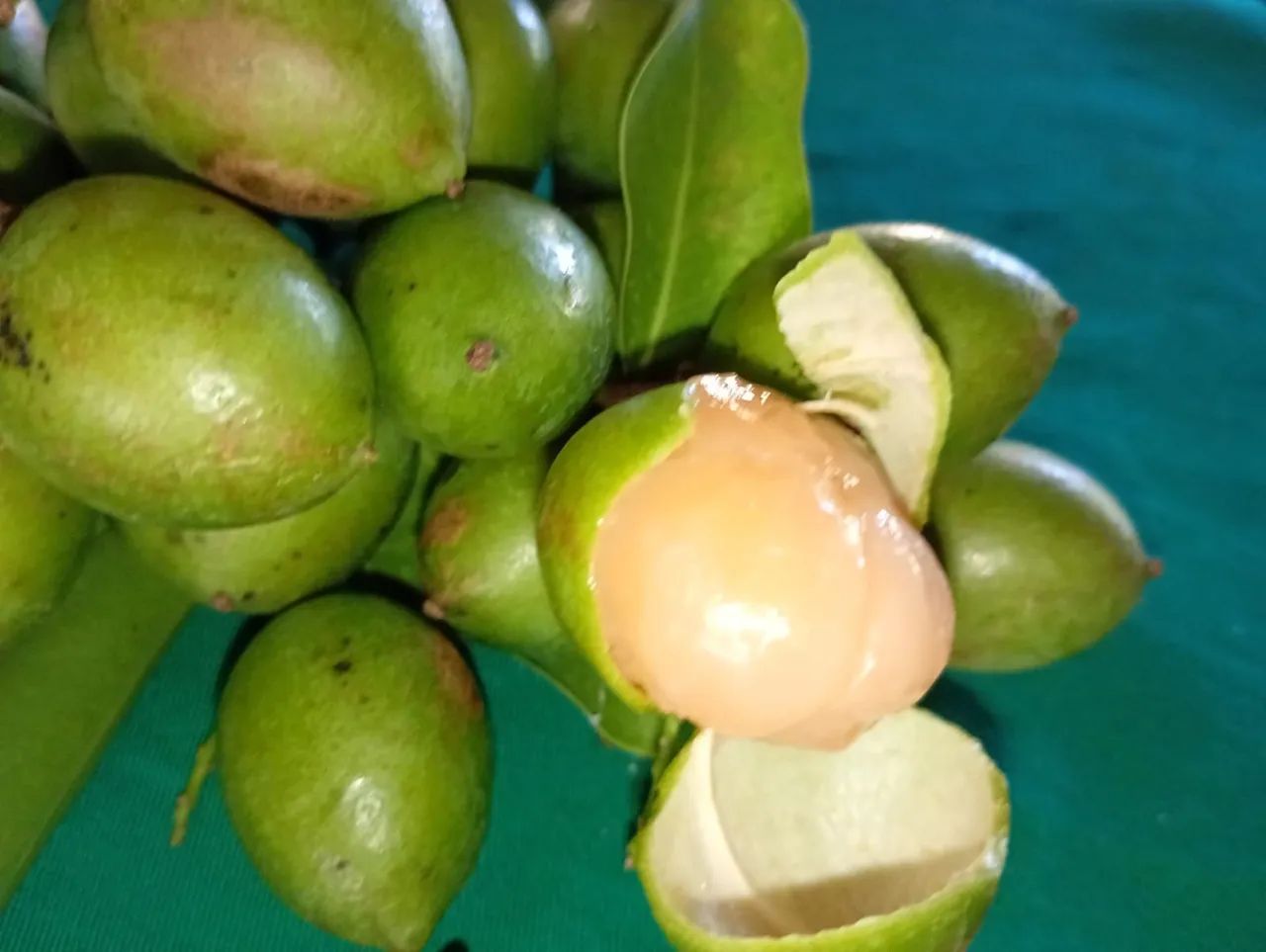 Pitombas saborosas  - Foto 5