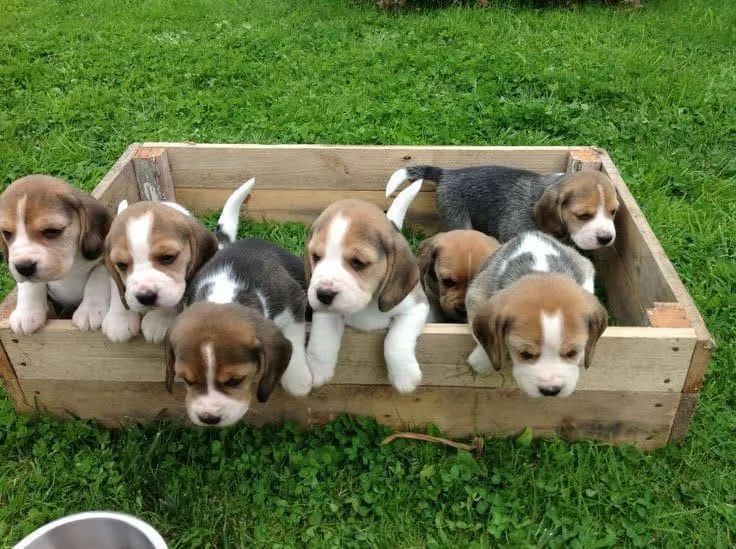 13 polegadas beagle tricolor Femea e macho pedigree 