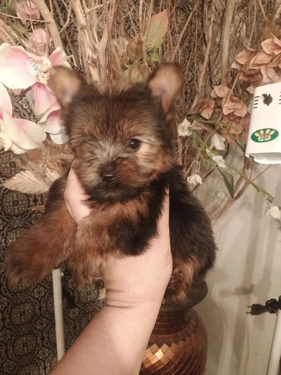 yorkshire terrier macho - Foto 3