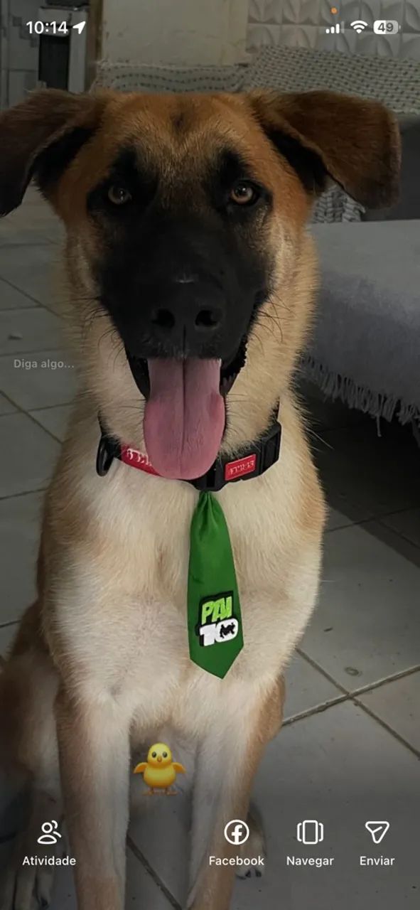 CACHORRO PRA ADOÇÃO 