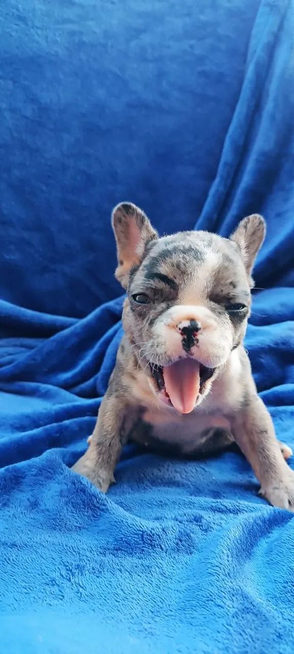 Bulldog Francês  - Foto 5