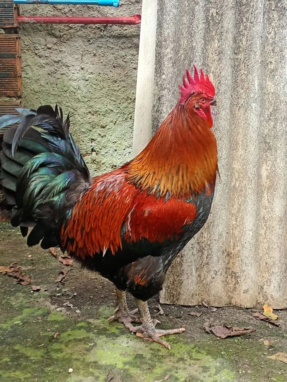 Galo reprodutor