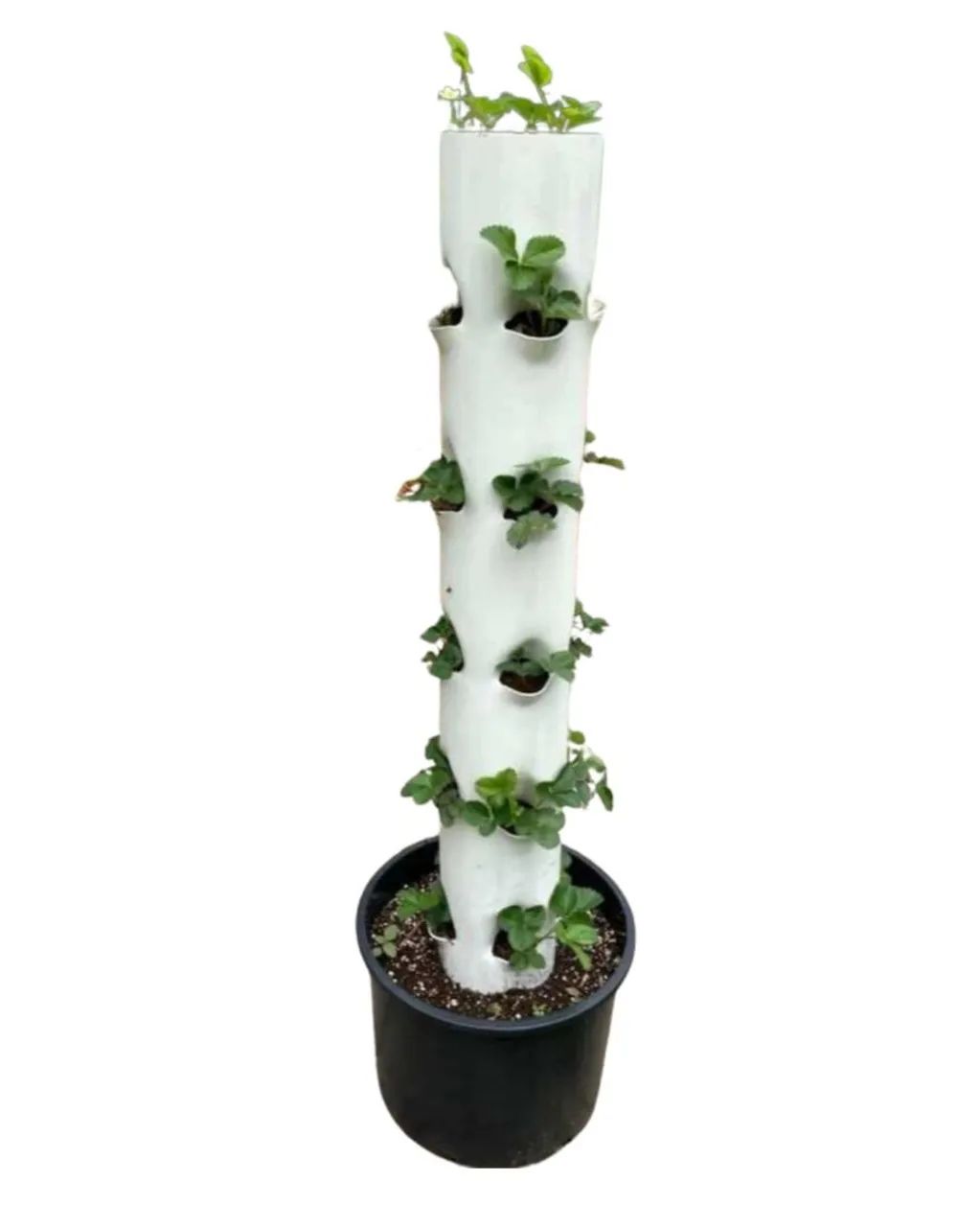 Hidroponia vertical