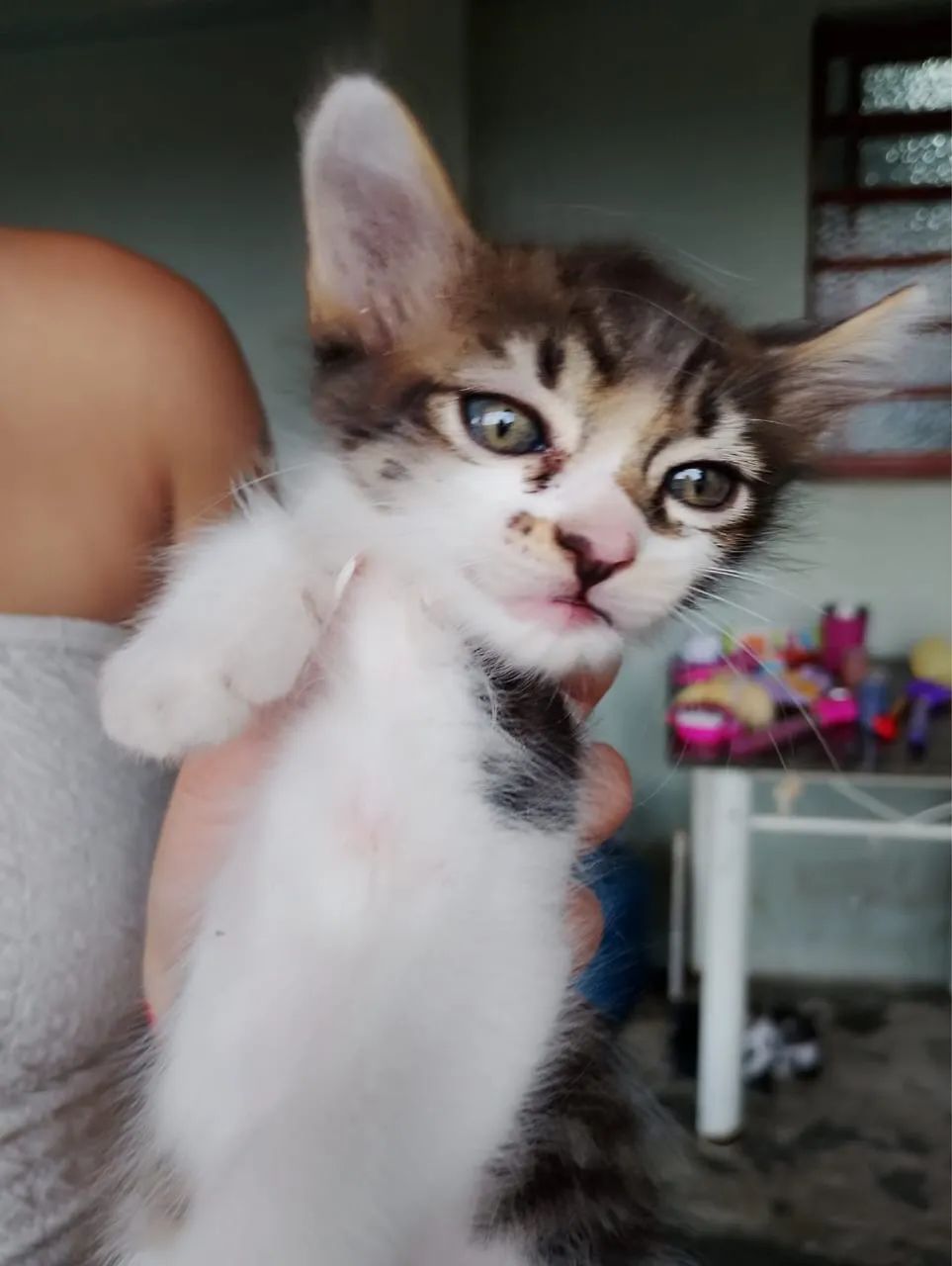 Gatinhos para doação  - Foto 3