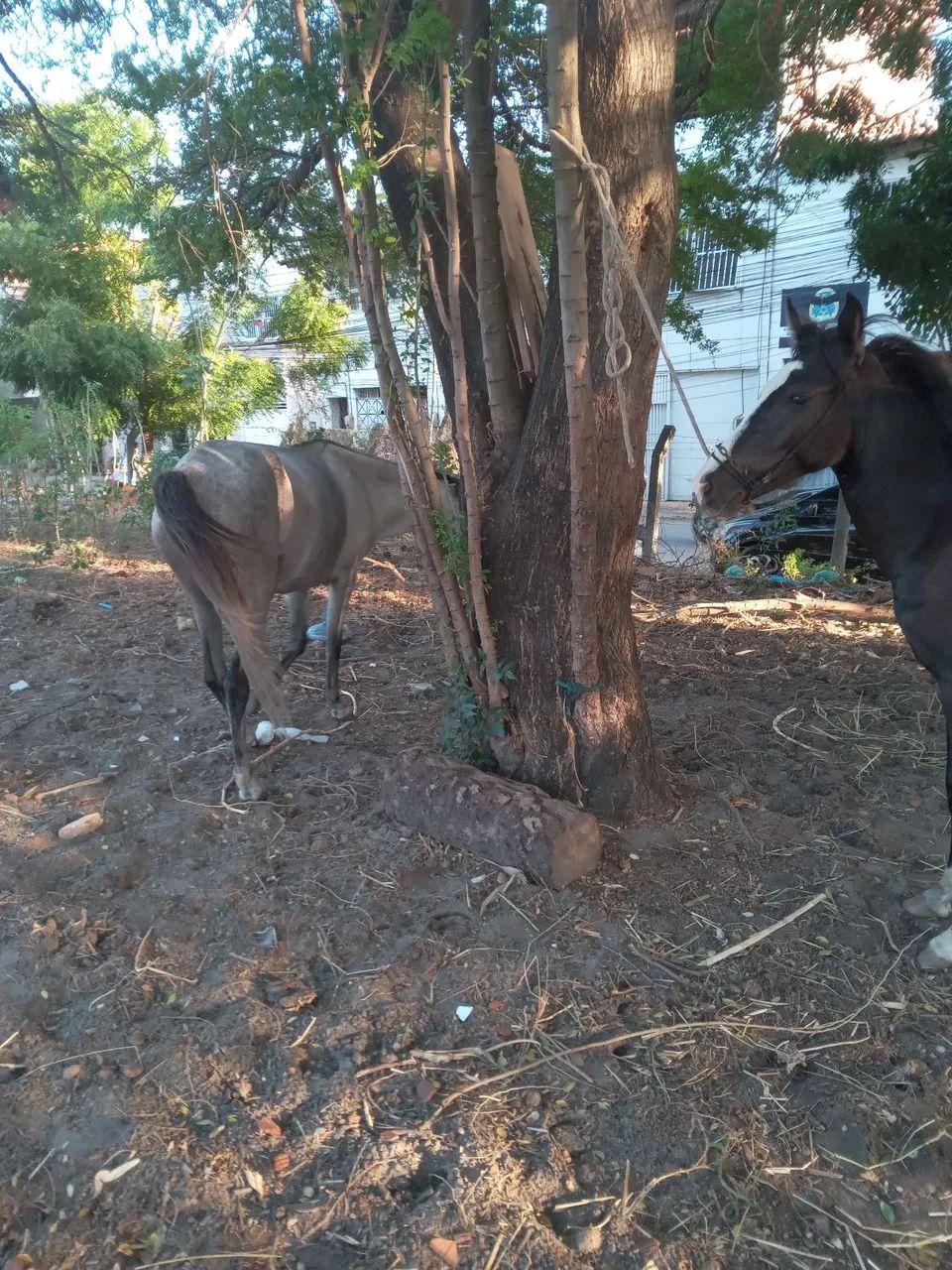 Animal  - Foto 3