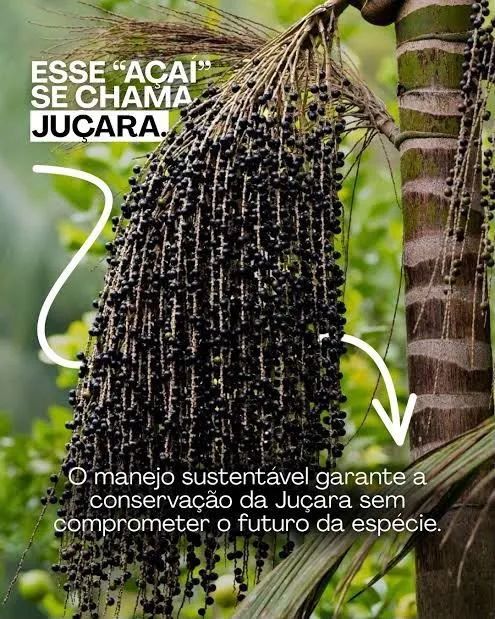 Casa da jucara  - Foto 2