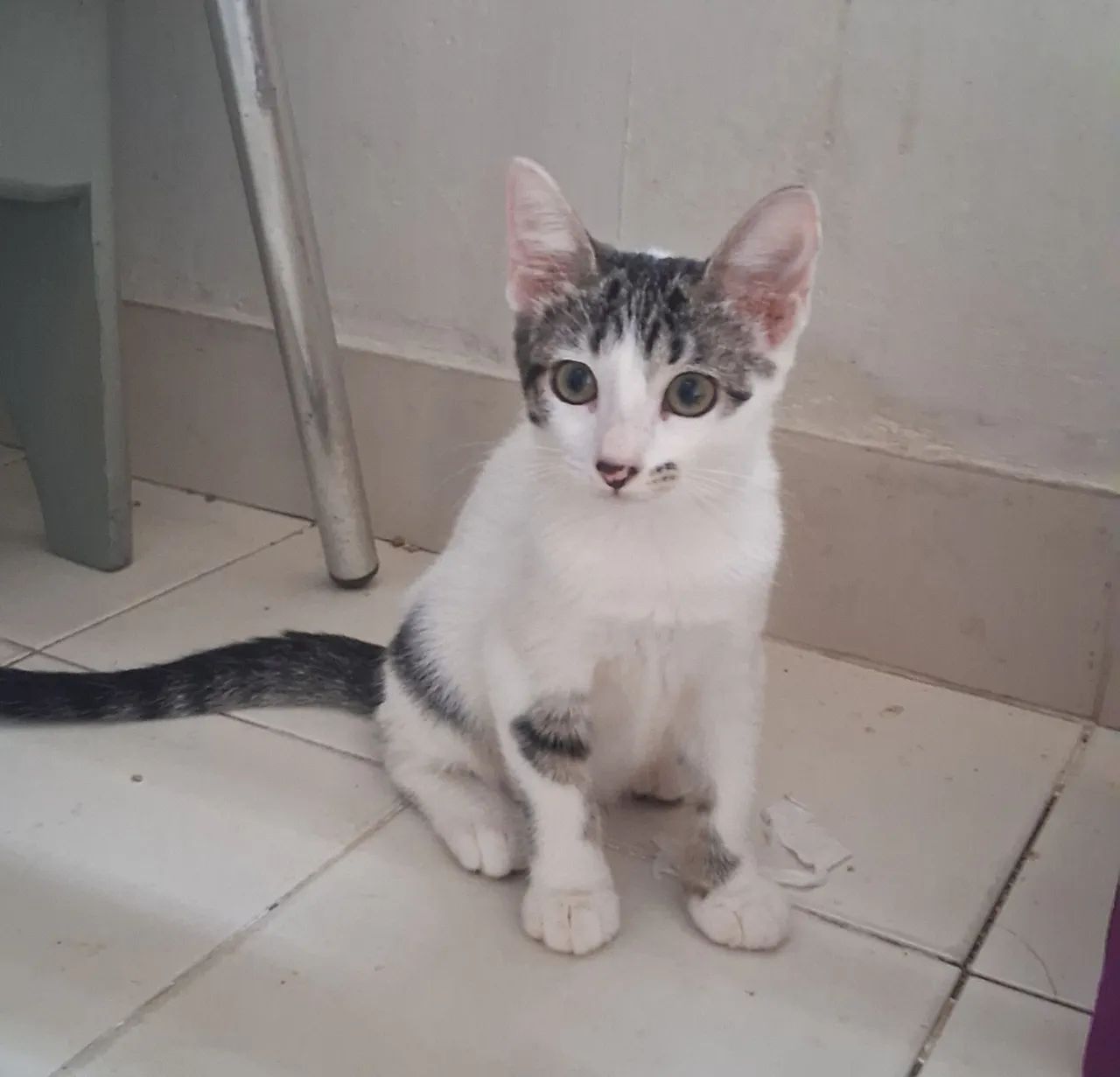 ADOÇÃO GATO - Foto 5