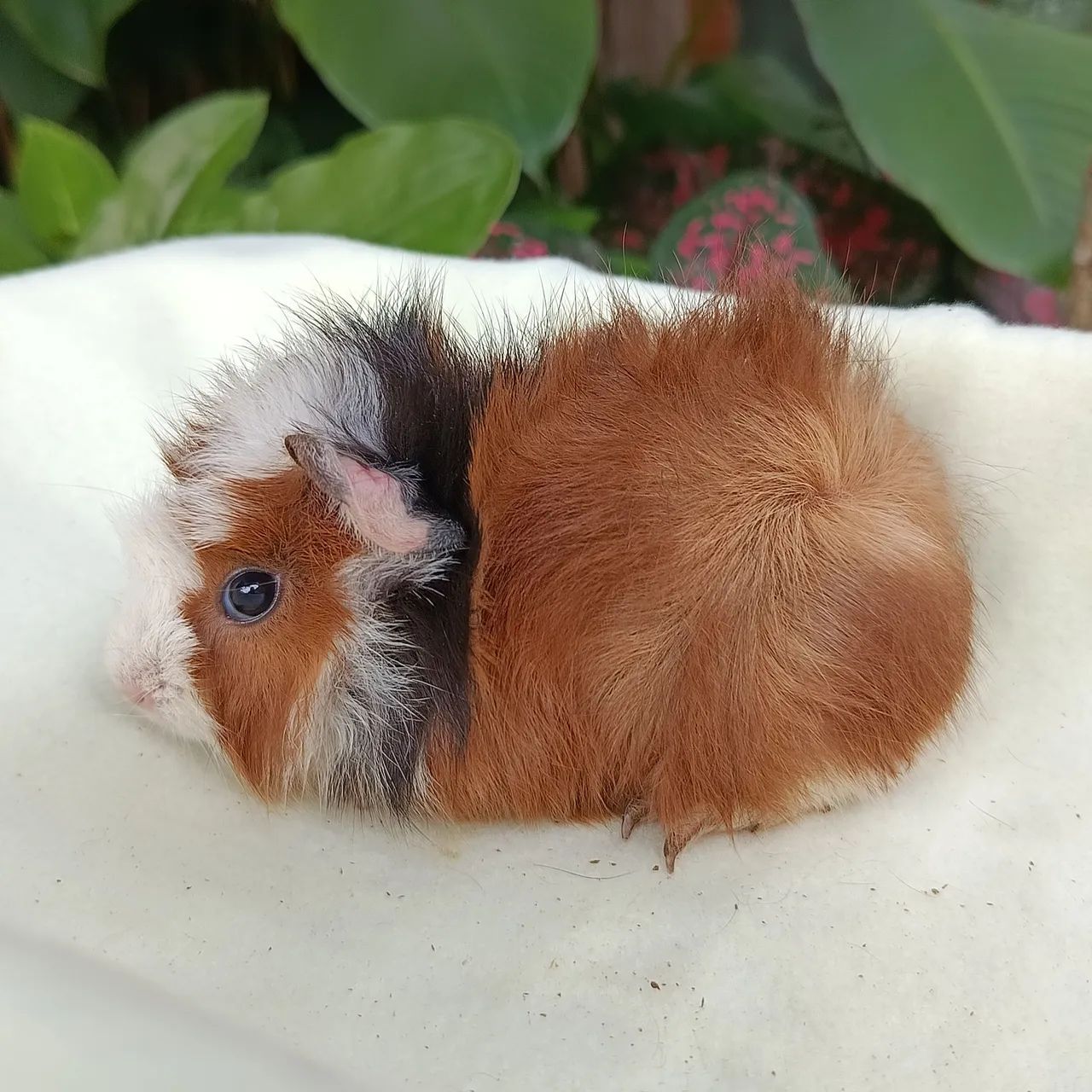 Porquinho da Índia Filhote Macho - Foto 2