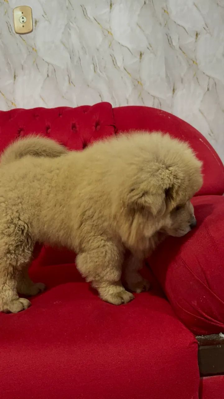Chow Chow macho - Foto 5