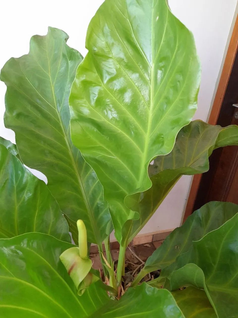 Anthurium  - Foto 3