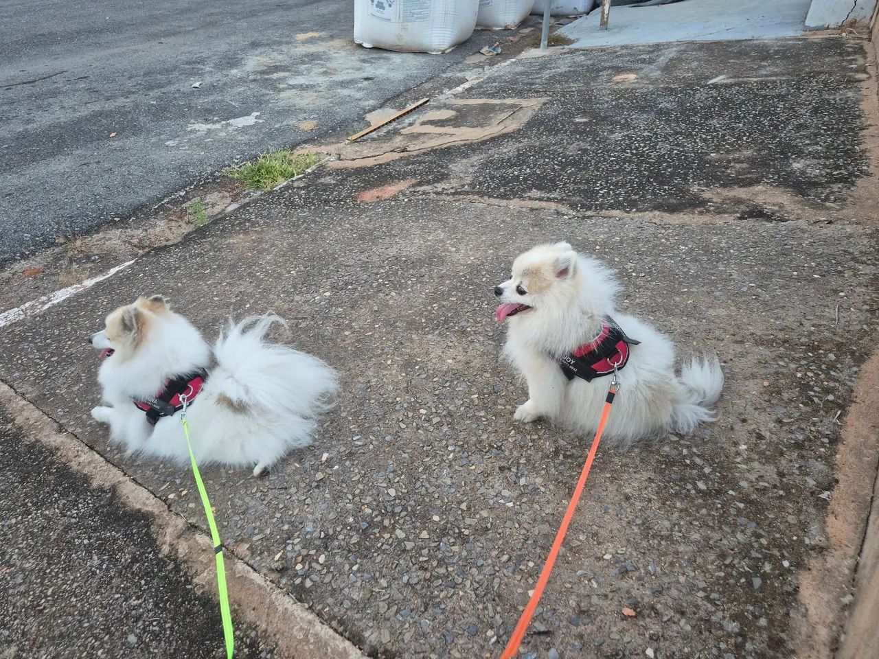 Animais 