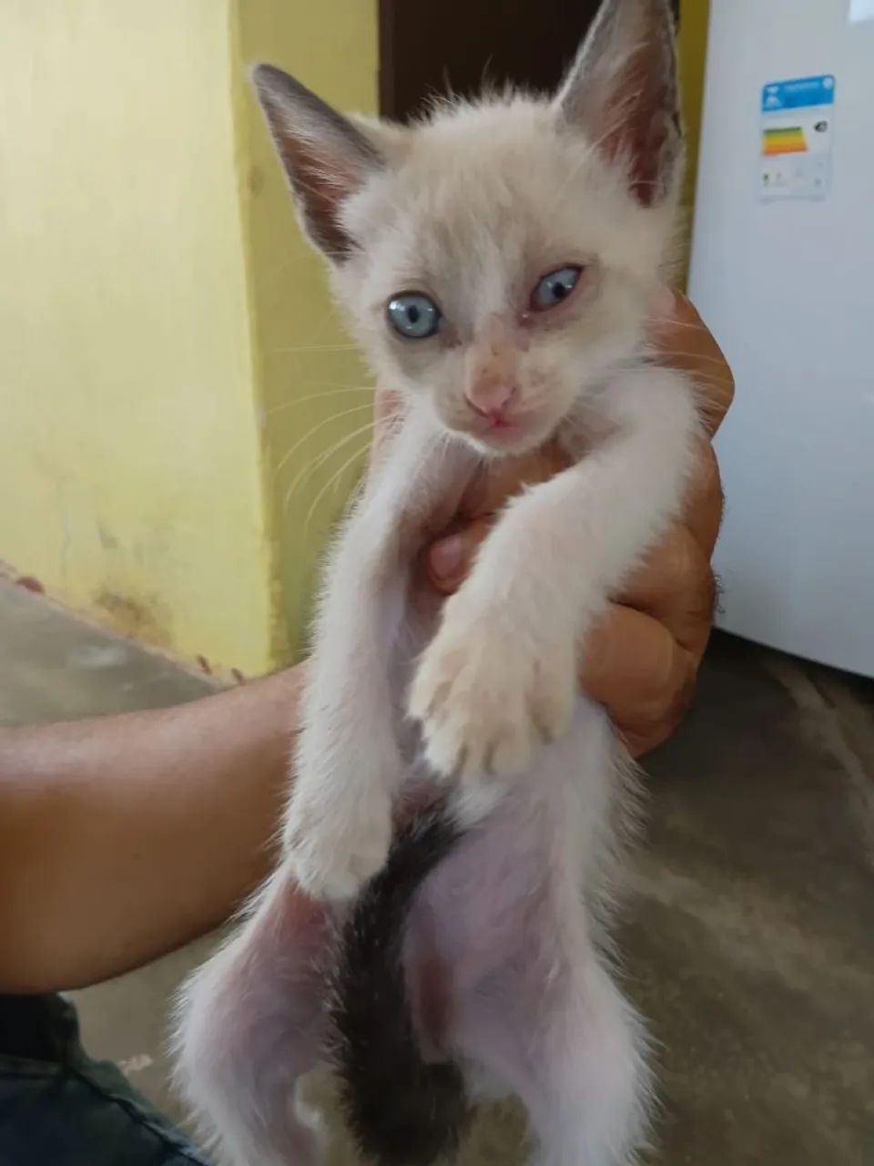 Gatinha de quase dois meses - Foto 5