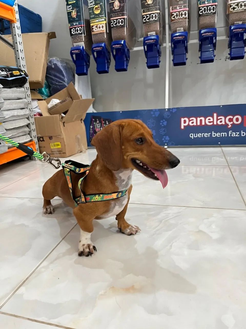 PROCURA-SE NAMORADA dachshund/ salsinha 