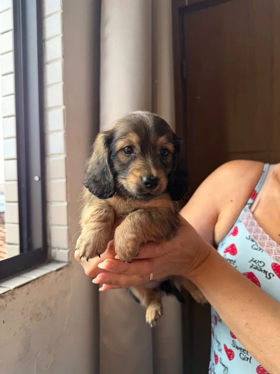 Cachorras raça dachsrund com pedigree - Foto 2