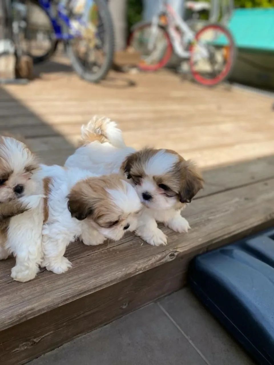 Shih Tzu perfeito para transformar seus dias