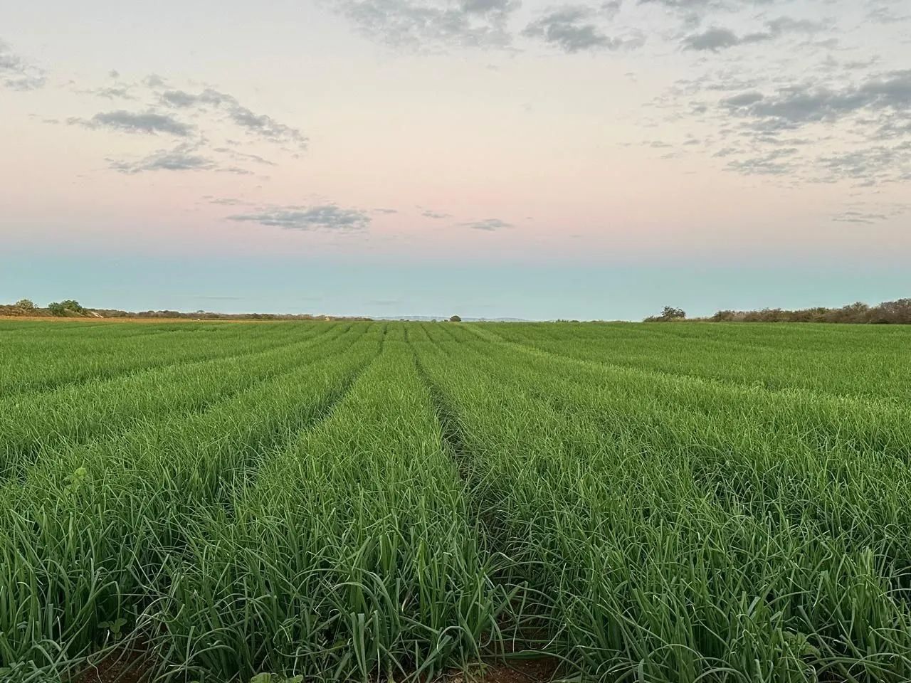Fazenda em Varzea Nova - Foto 3