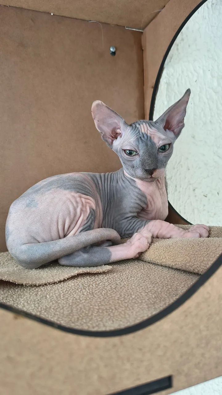 Baixou ! Lindos filhotes de gatinhos sphynx - disponíveis para entrega!