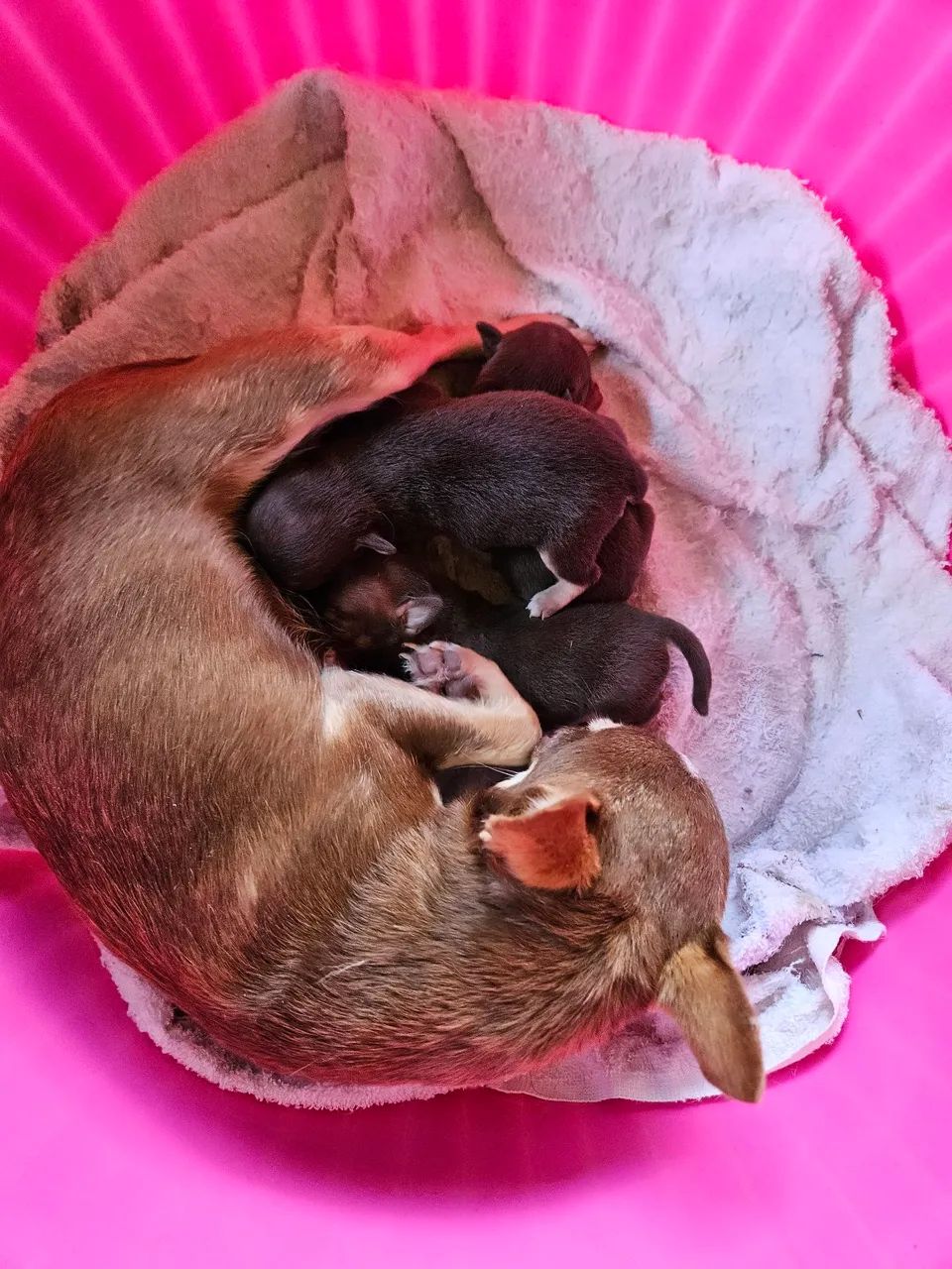 Chihuahua para reservas - Foto 4
