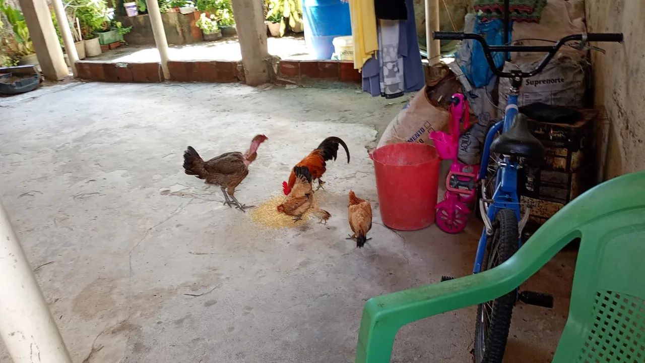 Galinhas chinês 