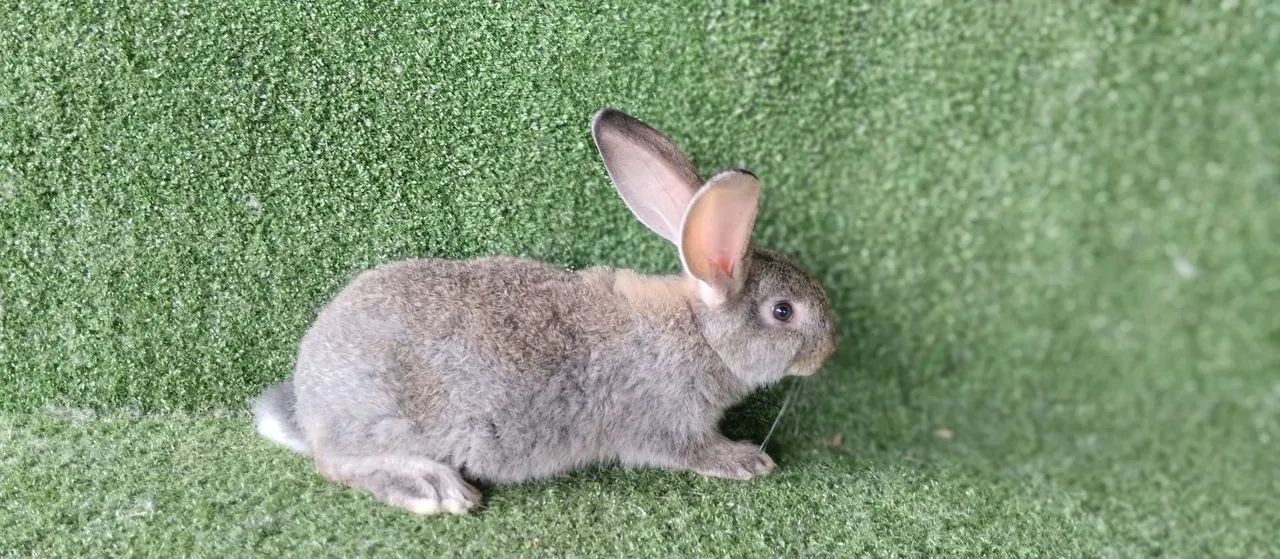 Filhotes de gigante de Flandres  - Foto 3