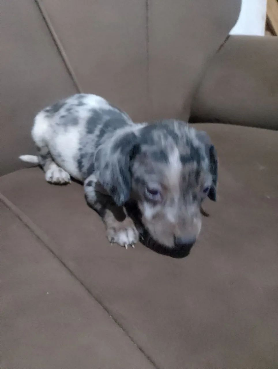 Dachshund Salsicha Macho - Foto 3