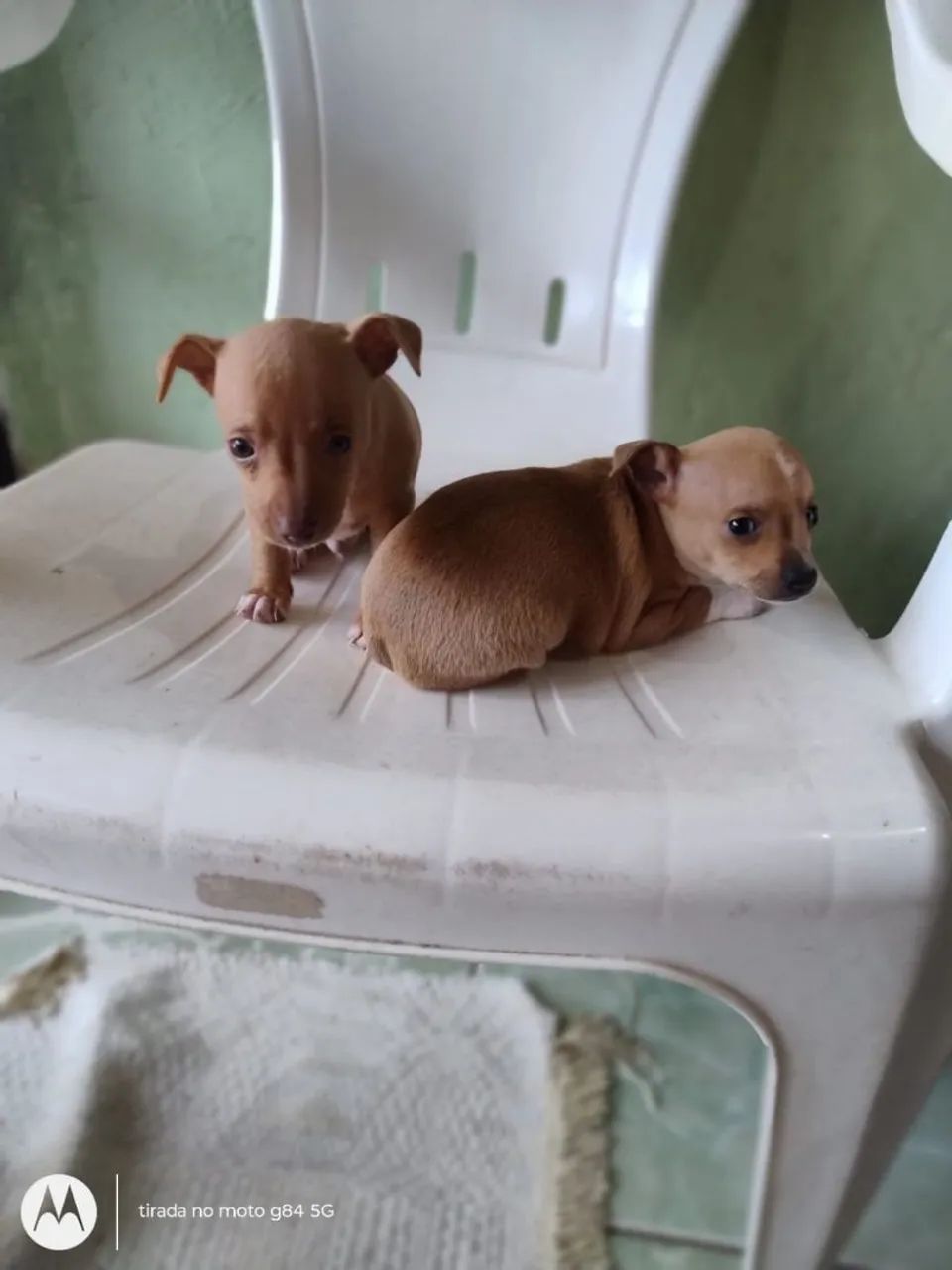 Pinscher 1 - Foto 4