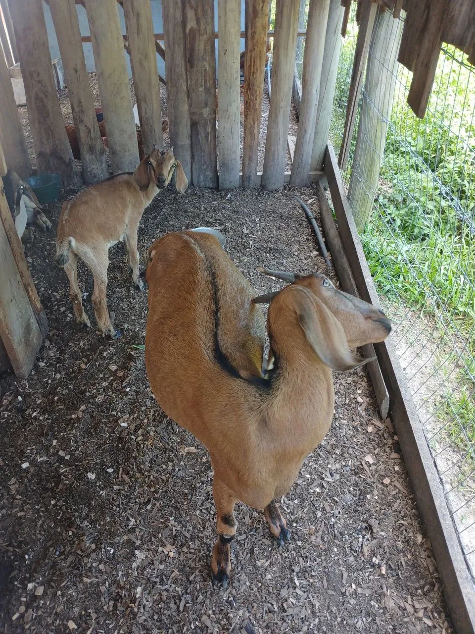 Casal de cabras  - Foto 5