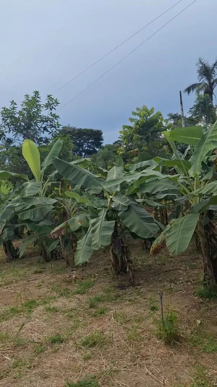 Vende-se lote no ramal do boto 