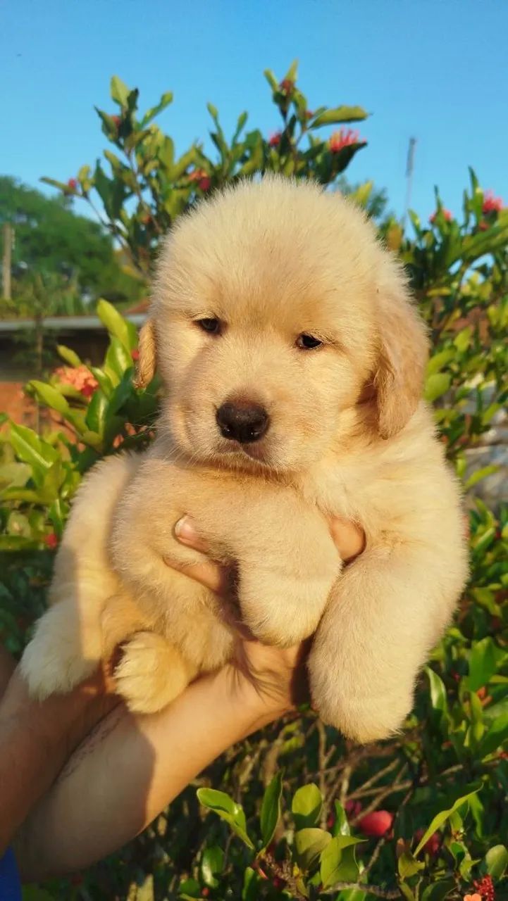 Golden Retriever  - Foto 4
