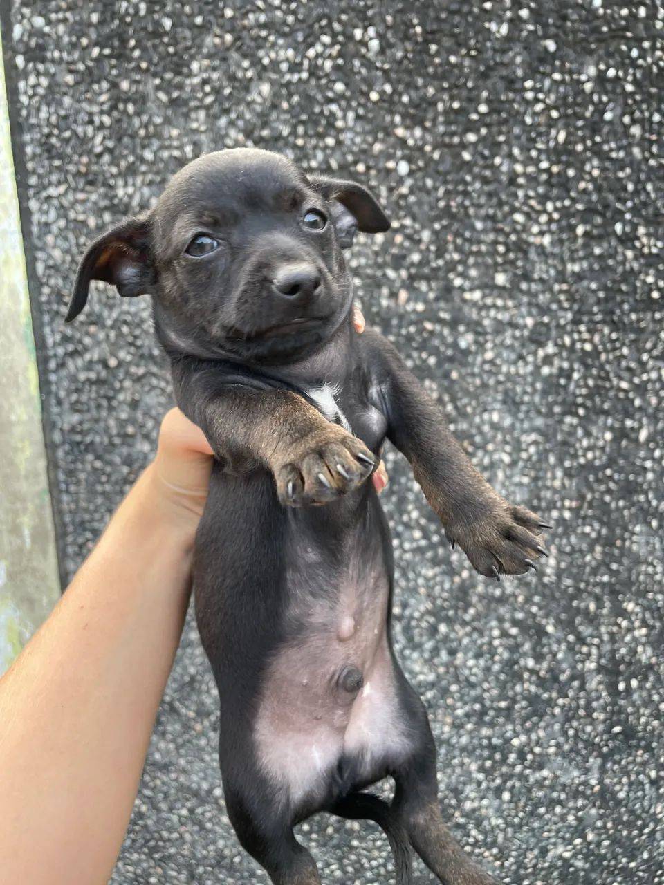 Pinscher macho  - Foto 3