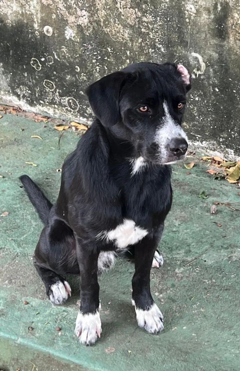 Cachorro pra adoção  - Foto 2