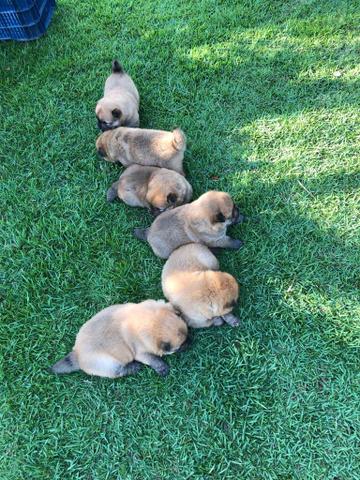 Chow chow - Foto 5