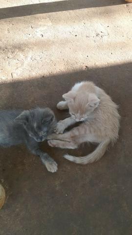 Doa-se gatinhos
