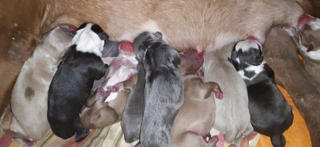 Filhote Pit Bull disponível pra reserva - Foto 6