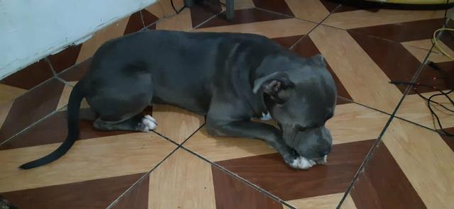 Filhote Pit Bull disponível pra reserva - Foto 4