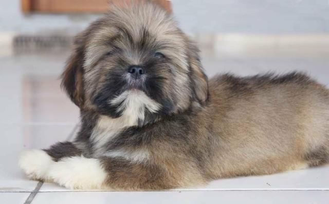 Lhasa Apso lindos machinhos disponíveis! - Foto 2