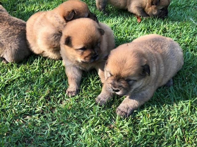 Chow chow