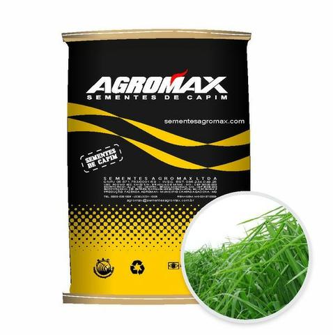 Sementes de Capim Panicum Maximum Mombaça Peletizada 10 kg - 80%