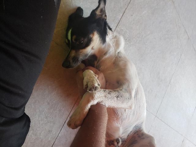 Doa-se mestiço de Fox Paulistinha.