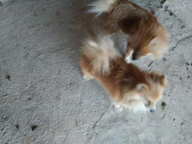 Spitz alemão (lulu da pomerania) - Foto 6
