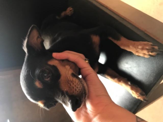 Vendo ou troco Filhote de pinscher, nascem em dezembro troco em Chow Chow - Foto 5