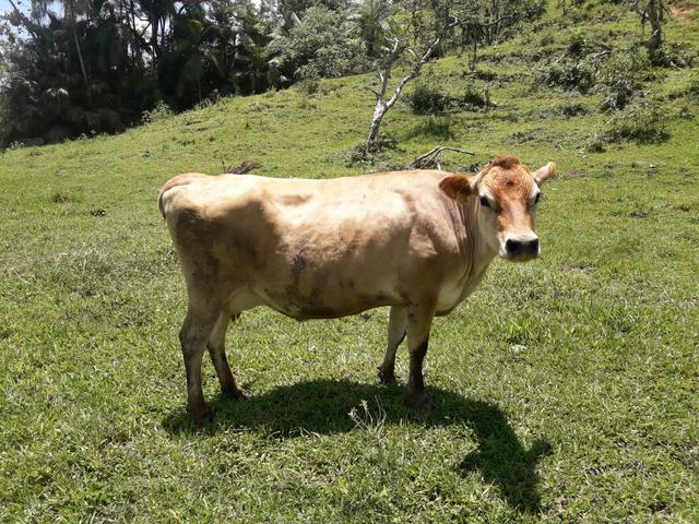 Vendo vacas leiteiras gir holandês Jersey - Foto 2