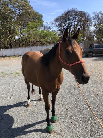 Cavalo Quarto de Milh - Foto 3
