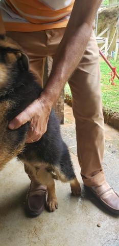 Filhote de pastor alemão, mãe com pedigree Rosa . - Foto 2