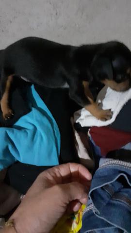 Tenho essa pinscher fêmea n 1 350