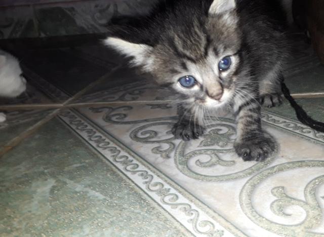 Doação de gatinhos - Foto 2