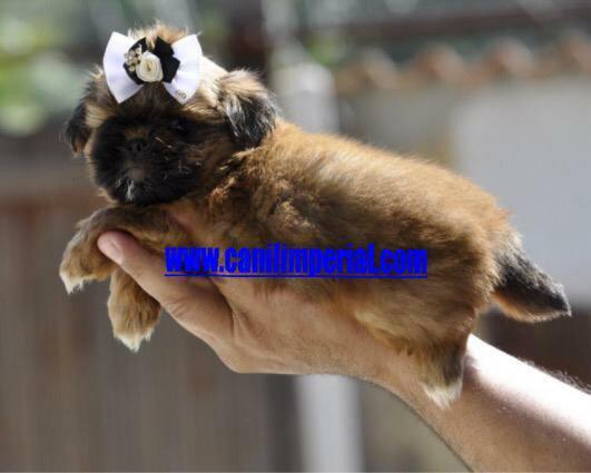 Vacinados e Vermifugados Shih Tzu Documentados Pronta Entrega - Foto 5